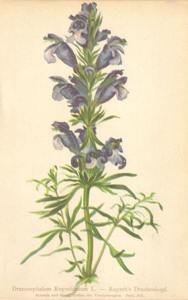 ALPENFLORA ALPINE FLOWERS. Dracocephalum Ruyschianum L-Ruysch's Drachenkopf 1897